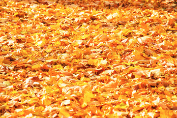 Autumn fallen orange leaves in a park