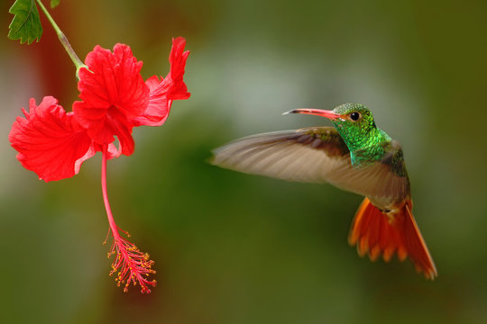 Bird from Ecuador. Rufous-tailed Hummingbird, Amazilia tzacatl, bird fling next to beautiful red rose hibiscus flower in neture habitat, green background, bird from mountain tropical forest, Colombia