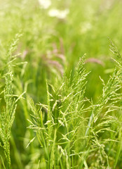 Green and pink grass on a spring meadow. Field with selective focus on the foreground. nature background. 