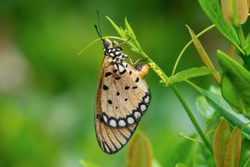 Acraea violae (Tawny Coster) laying eggs