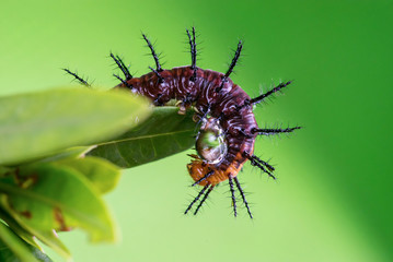 Caterpillar, Lepidoptera