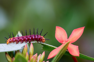Caterpillar, Lepidoptera