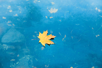 Fototapeta na wymiar Dry red maple leaf on blue water