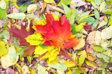 Colorful autumn leaves