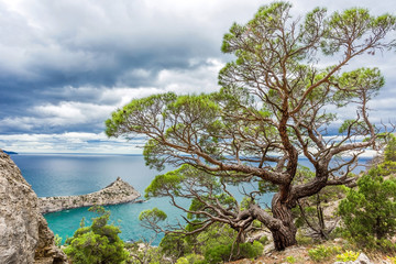 Fototapeta na wymiar pine on a rock near the sea cloudy day