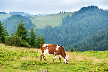 Fototapeta na wymiar Cows on the green field at mountains