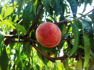 Peach ripening on the tree in the garden