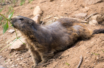 Marmotte mangeant une brindille