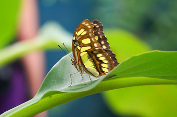 Papillon exotique en vue arrière