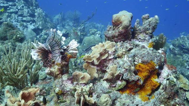 Unterwasser - Riff - Fisch - Rotfeuerfisch - Schwamm  - Tauchen - Curacao - Karibik - 4K