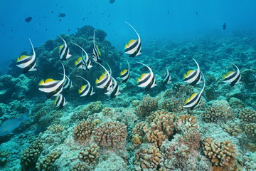 Tropical fish pennant coralfish, Heniochus acuminatus, underwater on the outer coral reef, atoll of Tikehau, south Pacific ocean, Tuamotu, French Polynesia