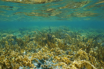 Naklejka na ściany i meble Lush coral reef under water on a shallow seabed in the Caribbean sea, Panama, Central America