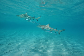 Two blacktip reef sharks with remoras fish underwater in the lagoon of Tikehau, Tuamotu, south Pacific ocean, French Polynesia