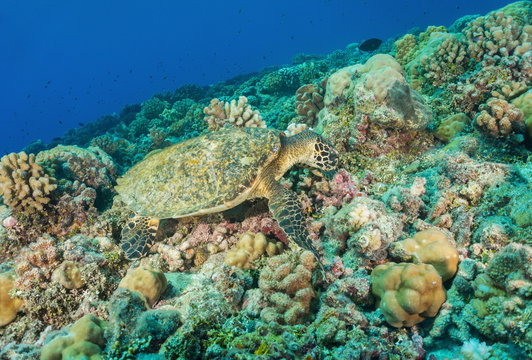 A hawksbill sea turtle, Eretmochelys imbricata, underwater on the ocean floor feeding on a coral reef, Pacific ocean, atoll of Tikehau, Tuamotu, French Polynesia