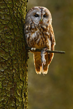 Tawny owl in the forest with mouse in the talon. Brown owl sitting on tree stump in the dark forest habitat with catch. Beautiful animal with food. Bird in the Sweden forest.