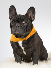 French bulldog portrait. The dog is wearing an orange scarf. Image taken in a studio.