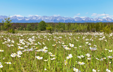 Fototapeta na wymiar Meadow with blooming anemones on a background of mountains