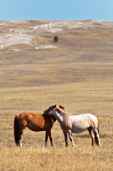 A pair of young horses in a meadow in spring