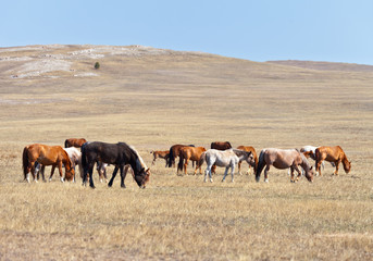 Naklejka na ściany i meble Baikal. A herd of free horses in the north of Olkhon
