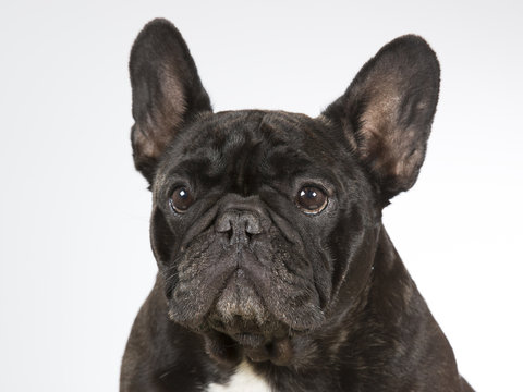 French bulldog portrait. Image taken in a studio.