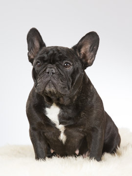 French bulldog portrait. Image taken in a studio.