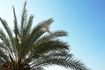 palm tree in the resort