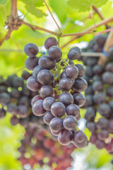 grapes in the vineyard
