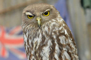 Portrait Barking Owl Australia