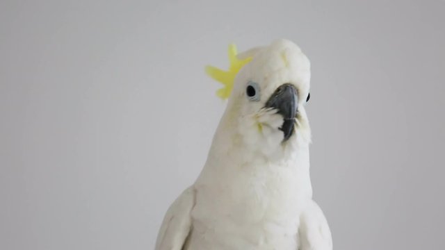 Sulphur-crested Cockatoo, Cacatua galerita,with crest up in front of white background