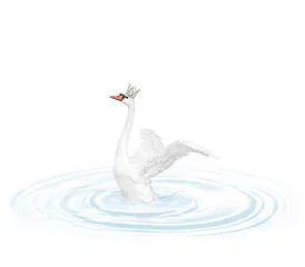 Acrylic prints Swan swan
