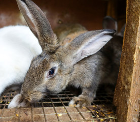 Rabbit in a cage