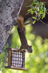 Red Squirrel feeding suet from Bird feeder © rima15