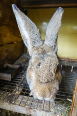 Rabbit in a cage