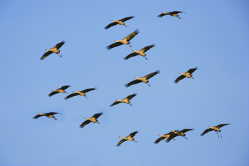 Flock of Cranes in flight on migrating