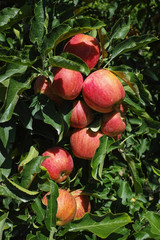 Ripe red organic apples on the tree