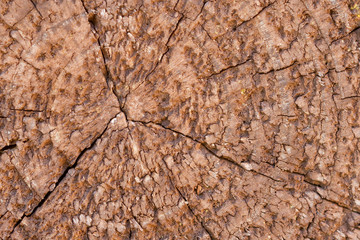 Closeup old wood texture of brown cracked tree stump. Abstract grunge background