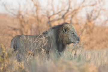 Obraz na płótnie Canvas Male Lion (Panthera leo), Kruger Park, South Africa