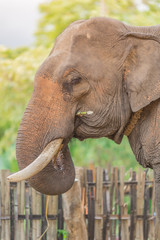Fototapeta premium Portrait of Asiatic Elephant, Thailand.