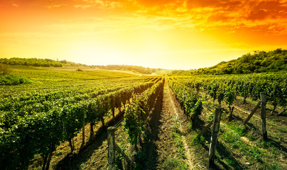 Beautiful sunset over vineyard - obrazy, fototapety, plakaty