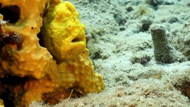 Unterwasser - Riff - Fisch - Anglerfisch - Froschfisch  - Schwamm - Tauchen - Curacao - Karibik - 4K