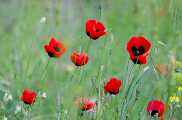 Flowering red poppies among spring greens