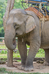 Fototapeta premium Portrait of Asiatic Elephant, Thailand.