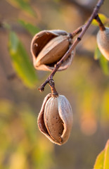 Ripe almonds on the tree branch.