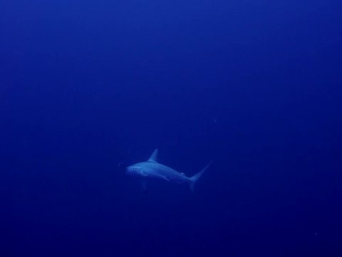 hammerhead sharks in the blue