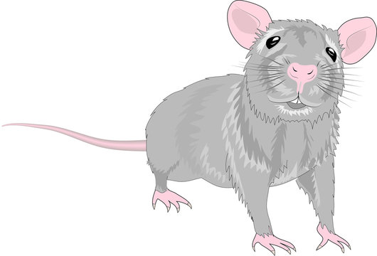 Ratte