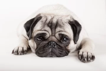 Foto op Plexiglas close-up van liegende hond, mopshond, met hoofd op de grond © monicaclick