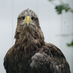 White tailed sea eagle (haliaeetus albicilla)
