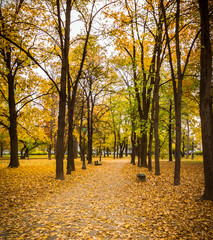 Fototapeta premium Parc, autumn