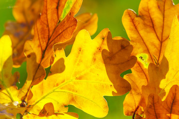 Autumn leaves background,colourful autumn leaves