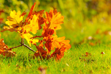 Naklejka na ściany i meble Autumn leaves background,colourful leaves on the ground among grass